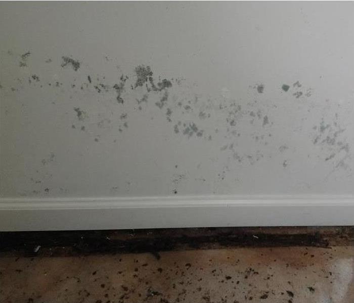 Green mold growth on a white wall.