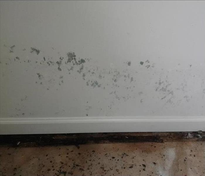 Mold growth on white wall.